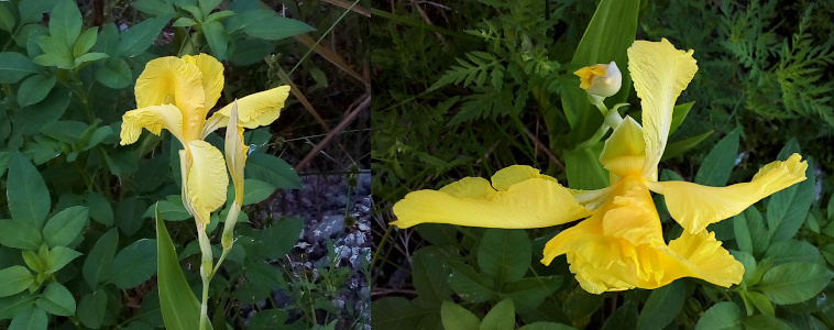 [Two photos spliced together. On the left is a side view of a fully-opened yellow bloom with a not-yet-opened spire of a second bloom just to its right. On the right is a top-down view of the same two flowers. Each yellow petal is pointing in a different direction and the petals have crinkly edges.]